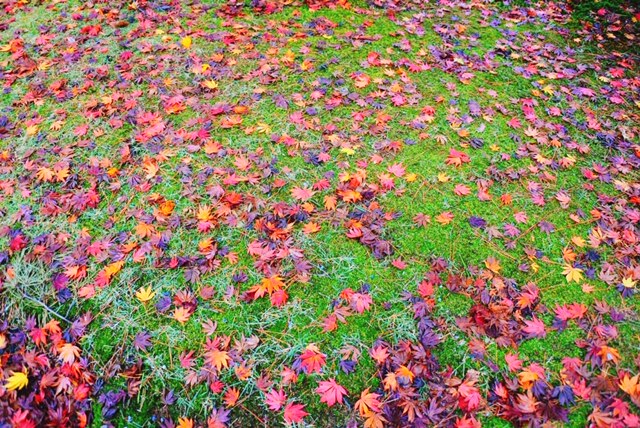 「落ち葉の色たち。」色はにほへと #24