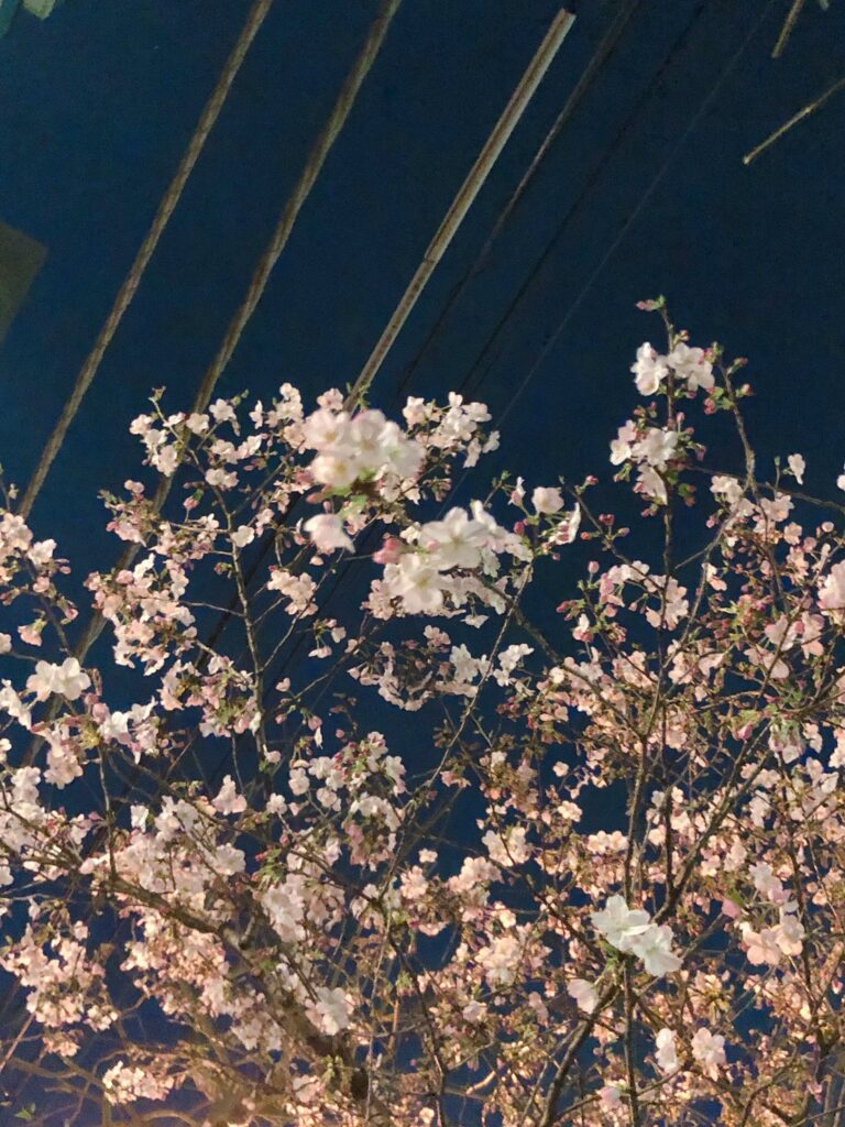 「夜桜の色たち。」色はにほへと #40
