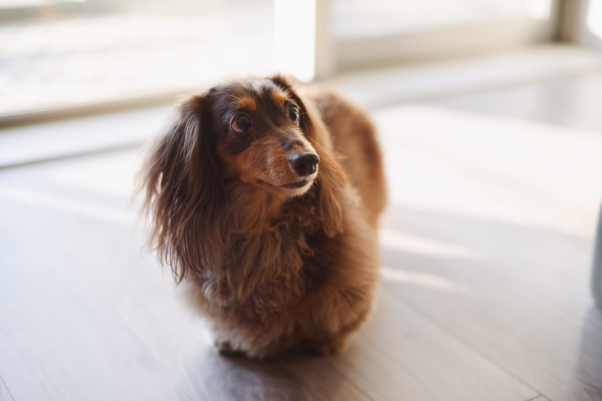 広々したリビングにペットクローゼット 愛犬たちと心地よく暮らすお家