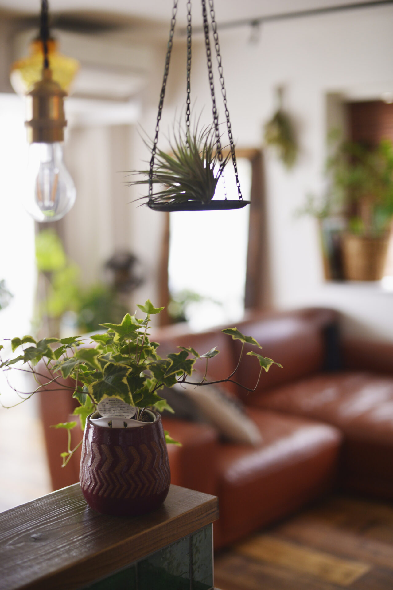 観葉植物とヴィンテージ家具でクールな家づくり