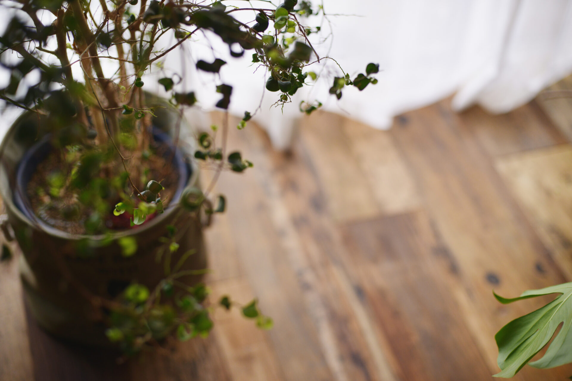 観葉植物とヴィンテージ家具でクールな家づくり