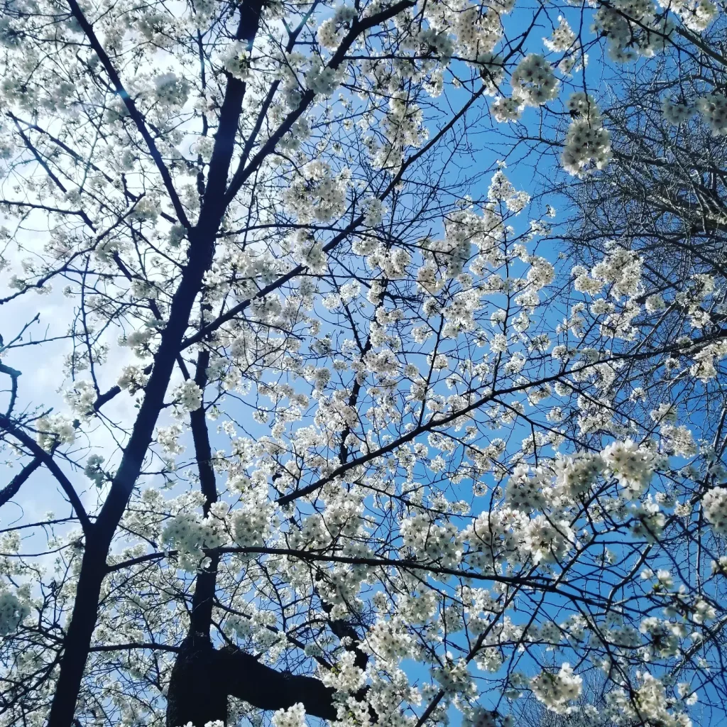 「桜」日々の芽 – 小さな喜びの芽を見つけ、育てる暮らし –  #134