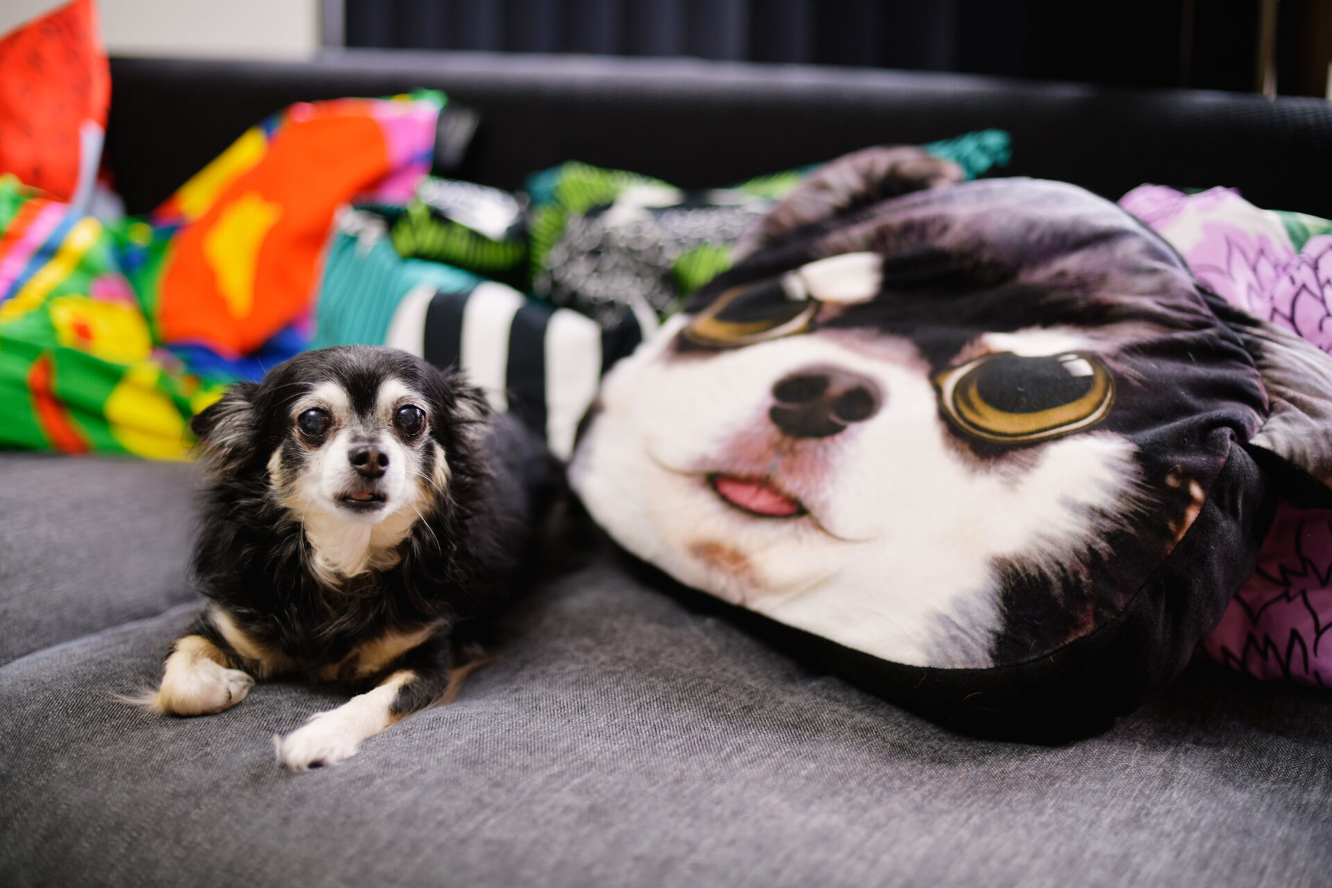 コレクションと暮らすアトリエハウス