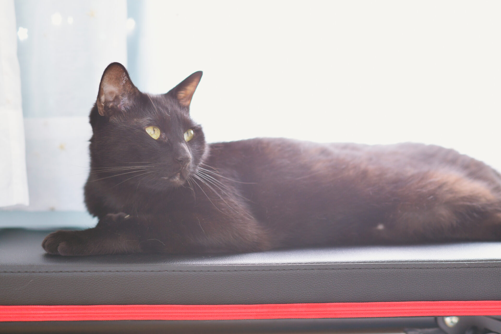 思い出を生かす、猫たちと暮らす二世帯住宅。