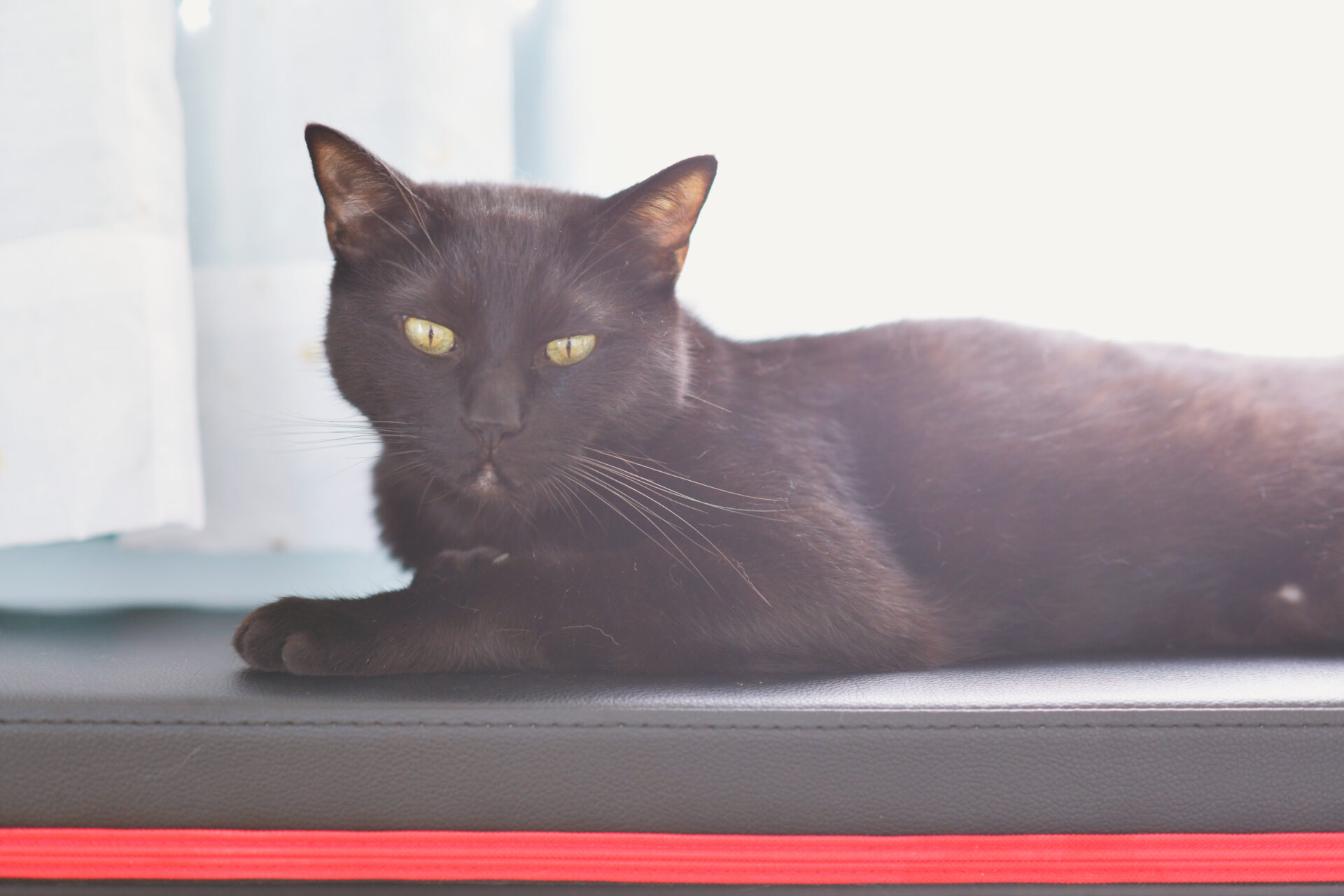 思い出を生かす、猫たちと暮らす二世帯住宅。