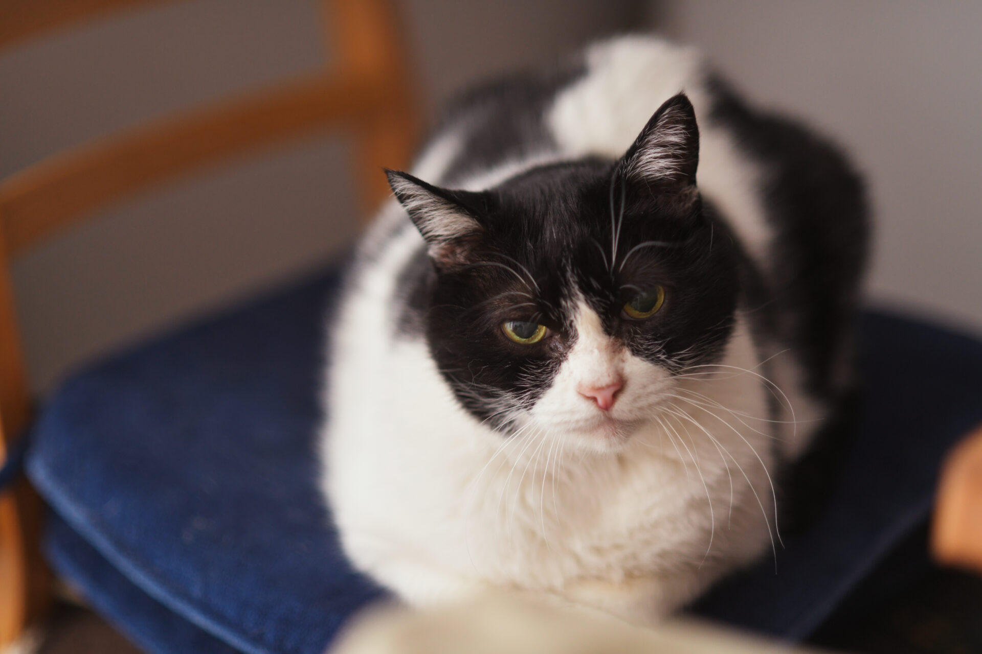 思い出を生かす、猫たちと暮らす二世帯住宅。