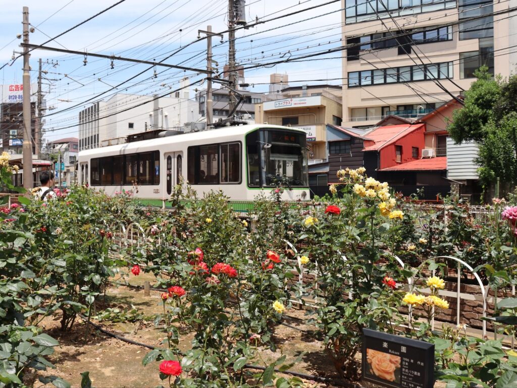 都電とバラの写真