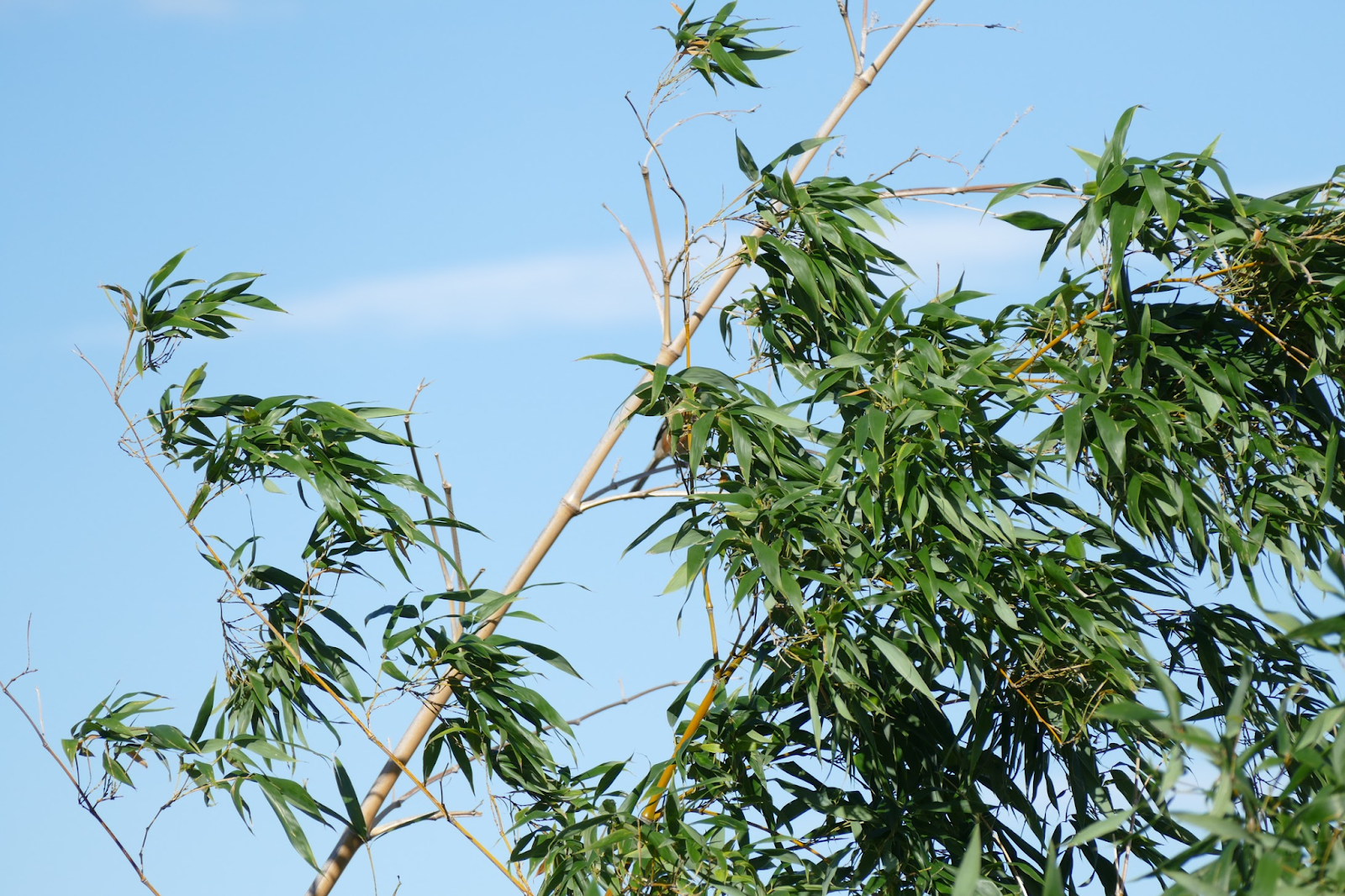 風で揺れる木の葉