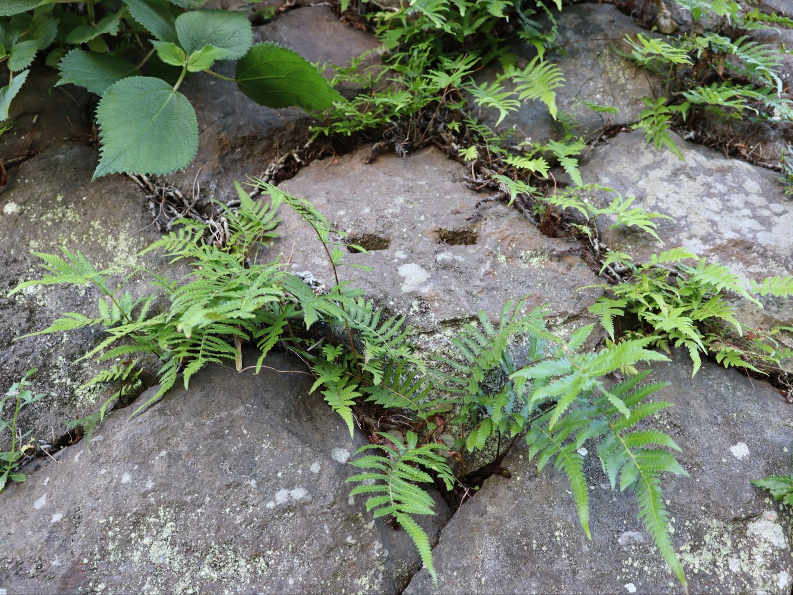 岩に妖怪のような目がついていて、雑草を食べているように見える