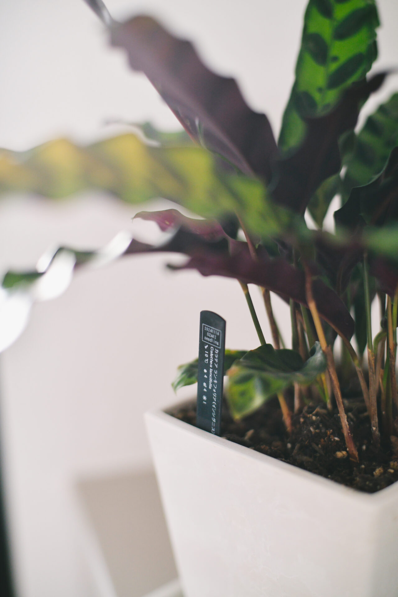 つながる動線、広がる視線。2×4工法でも実現できたお家。