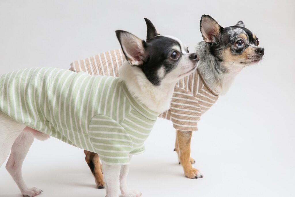 家族で楽しむ、小さな幸せをかたちに｜小型犬向けのハンドメイド犬服 Kicsi（キチ）