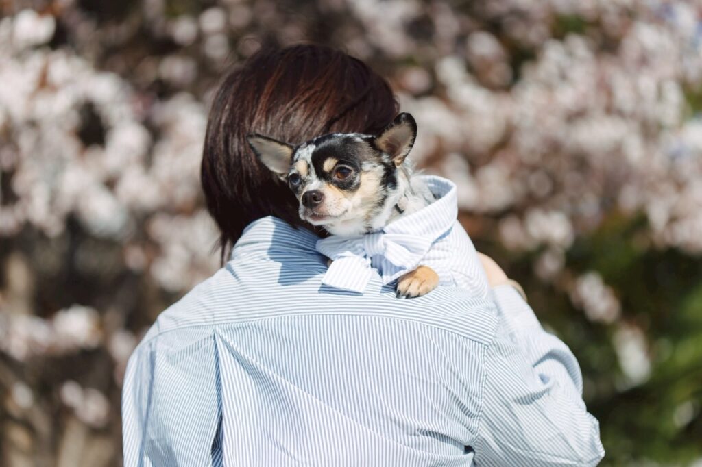 ハンドメイド_犬服 Kicsi_エントリエ