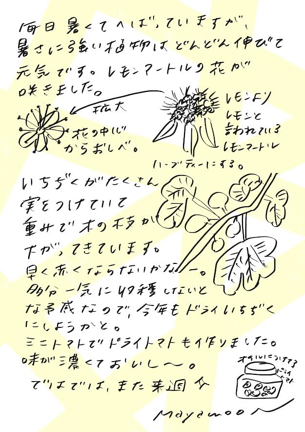 毎日暑くてへばっていますが、
暑さに強い植物たちはぐんぐん伸びて元気です。

レモンマートルの花が咲きました。
レモンよりもレモンらしい、と言われるあの香り。
小さな白い花の中には、ふわふわのおしべがたくさん。
摘んで、ハーブティーにするのが楽しみです。

いちじくも、たくさん実をつけていて、
重みで枝がしなっています。
早く赤くならないかなあ。

今年も一気に収穫しないといけなさそうな予感。
なので、またドライいちじくにしようかな。
ミニトマトも収穫して、ドライトマトにしました。
味がぎゅっと濃縮されて、おいしい～！

ではでは、また来週★