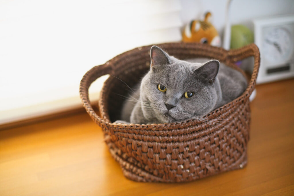 リノベーション事例_戸建て_猫のいる家_施工後_田畑照子_エントリエ