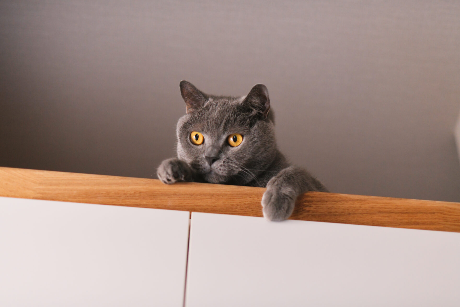 リノベーション事例_戸建て_猫のいる家_施工後_田畑照子_エントリエ