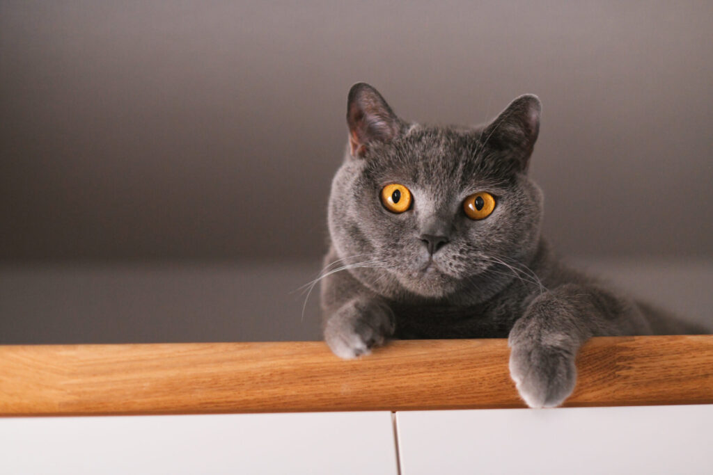 リノベーション事例_戸建て_猫のいる家_施工後_田畑照子_エントリエ