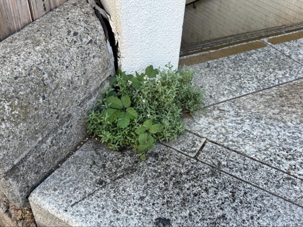 SABOTENSまちのミカタ_新宿編_エントリエマガジン