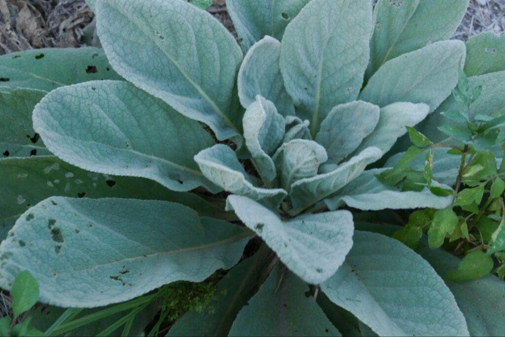 SABOTENSまちのミカタ_まち歩き_西浦和編_エントリエマガジン