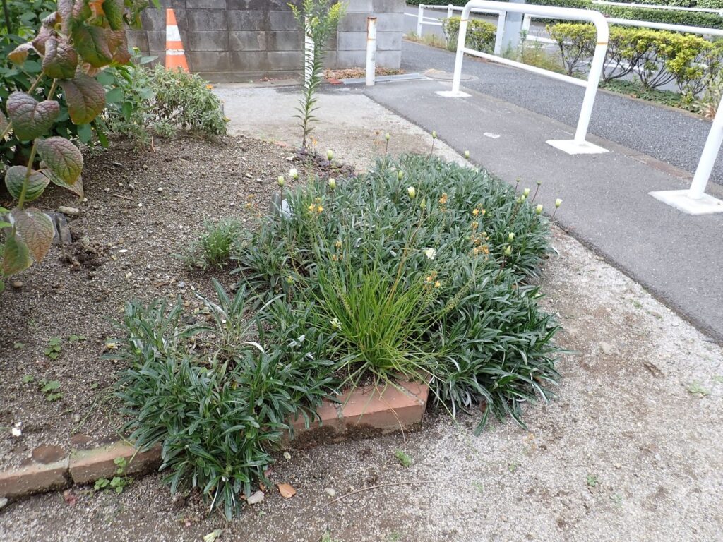 かつて川が流れていたまち・板橋 蓮根川暗渠編 #47_SABOTENS_まちのミカタ_エントリエWEBマガジン