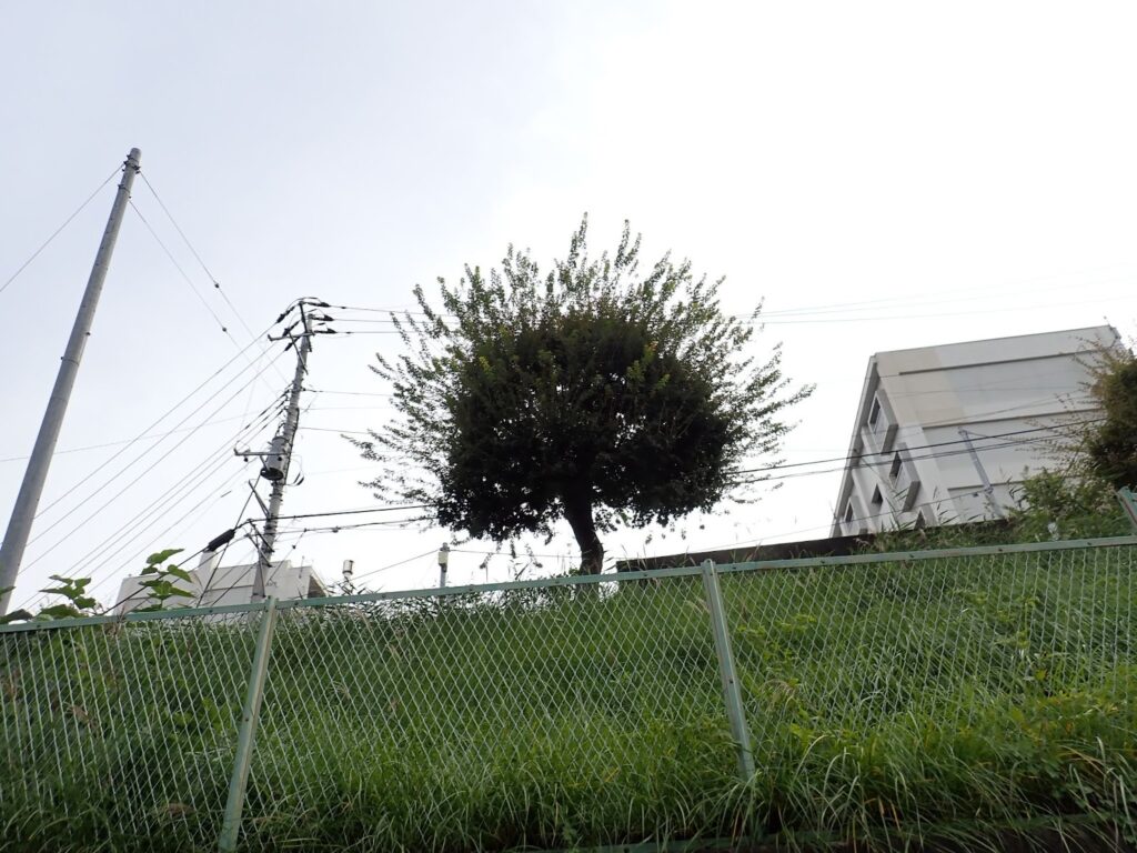 かつて川が流れていたまち・板橋 蓮根川暗渠編 #47_SABOTENS_まちのミカタ_エントリエWEBマガジン