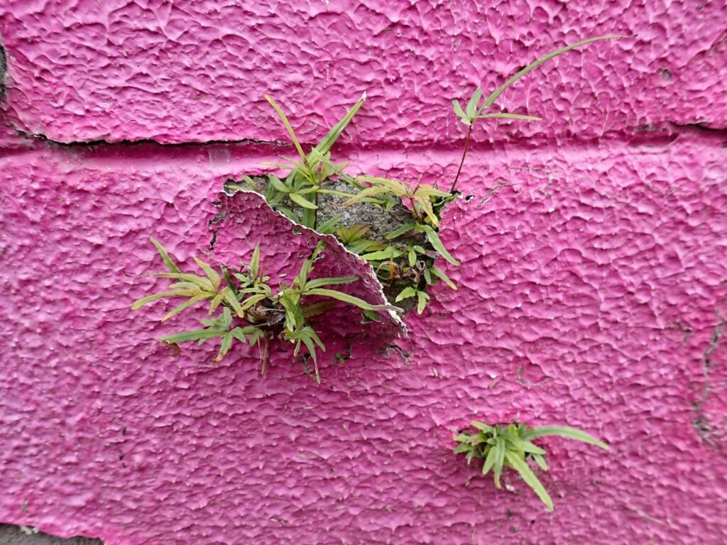 かつて川が流れていたまち・板橋 蓮根川暗渠編 #47_SABOTENS_まちのミカタ_エントリエWEBマガジン