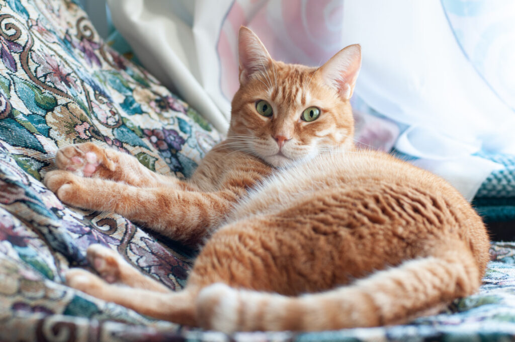 描くことと猫と ― 700匹を描いて見えたもの_イラストレーター 三上かおりさん_エントリエwebマガジン