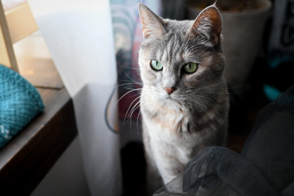 描くことと猫と ― 700匹を描いて見えたもの_イラストレーター 三上かおりさん_エントリエwebマガジン