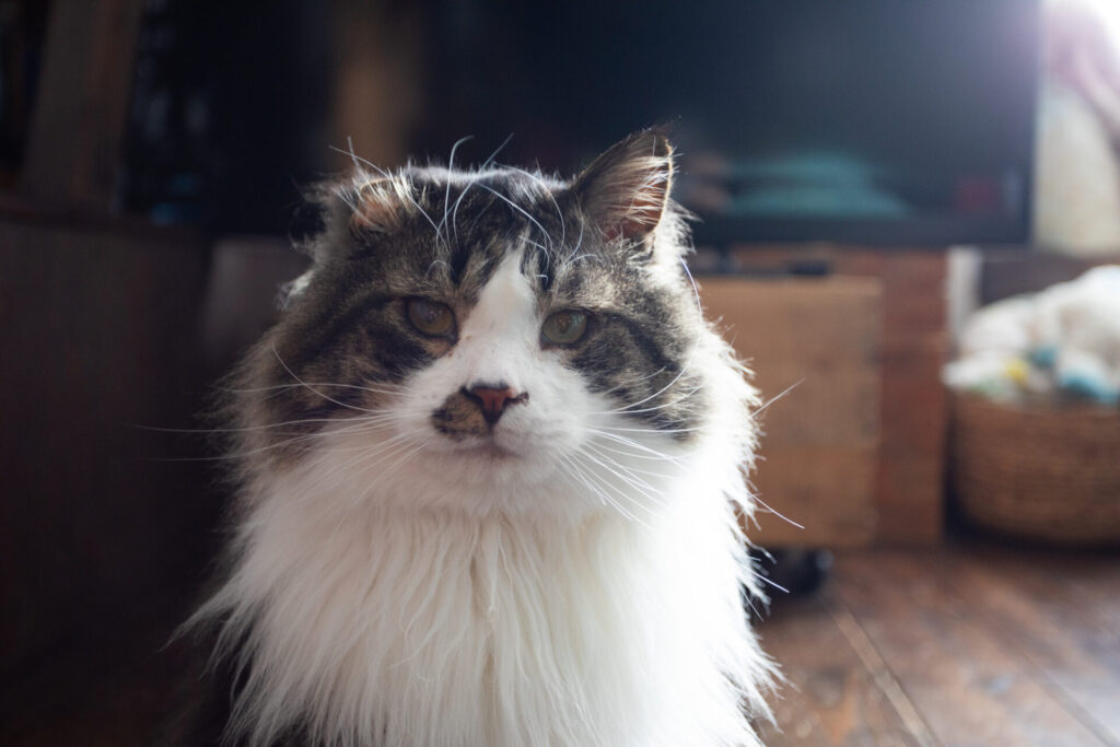 描くことと猫と ― 700匹を描いて見えたもの_イラストレーター 三上かおりさん_エントリエwebマガジン