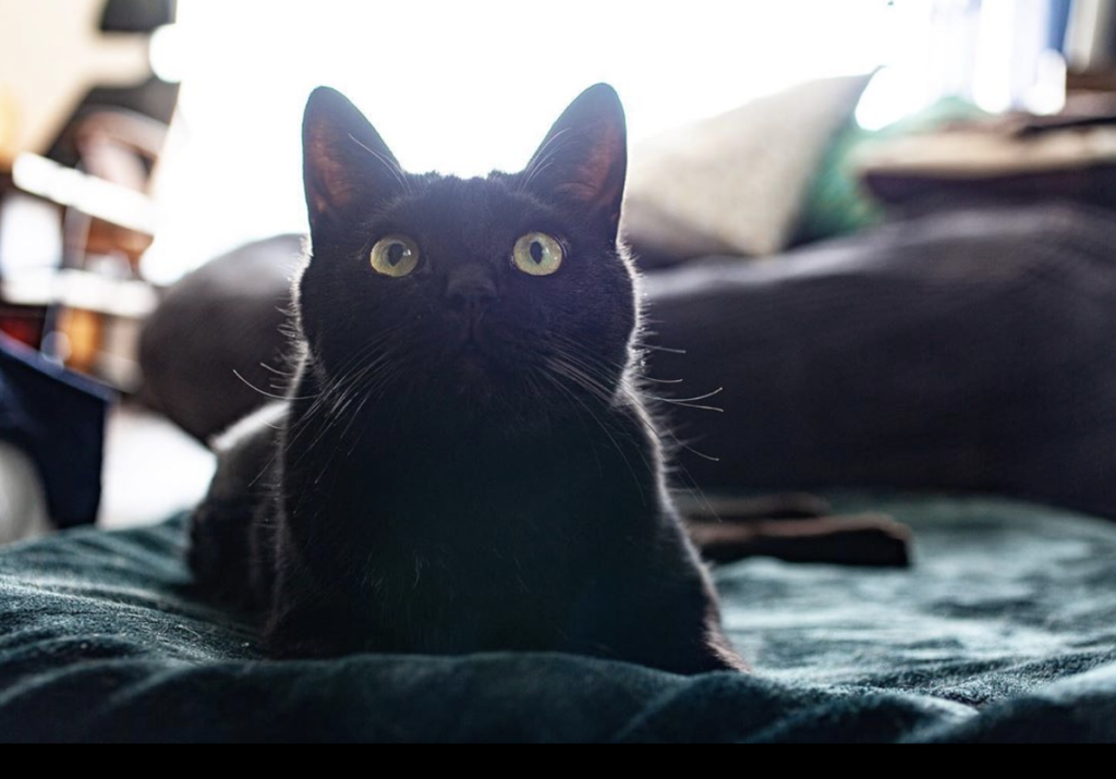 描くことと猫と ― 700匹を描いて見えたもの_イラストレーター 三上かおりさん_エントリエwebマガジン