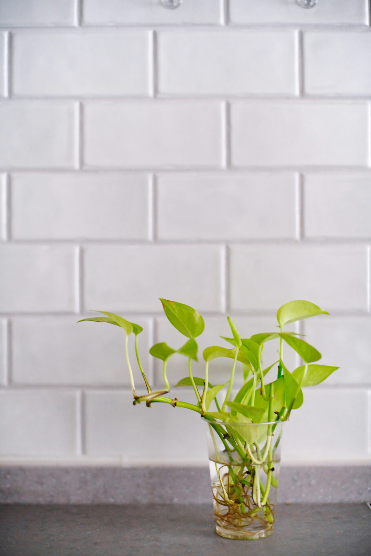 マンション_リノベーション_タイル_澤 雄太担当_エントリエ