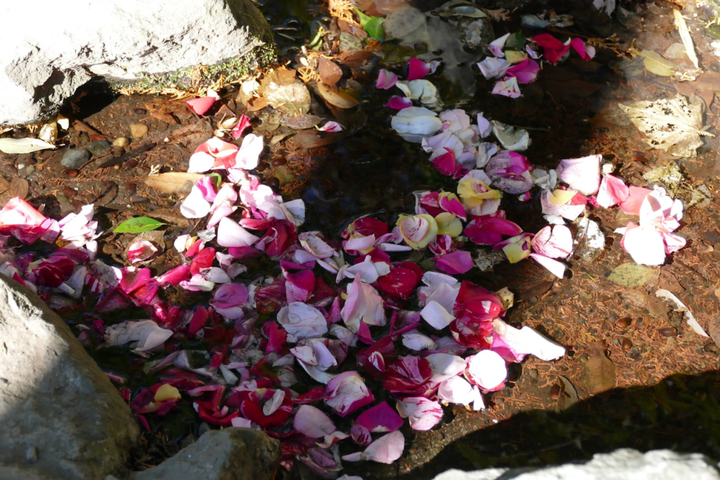 花びらが散った後