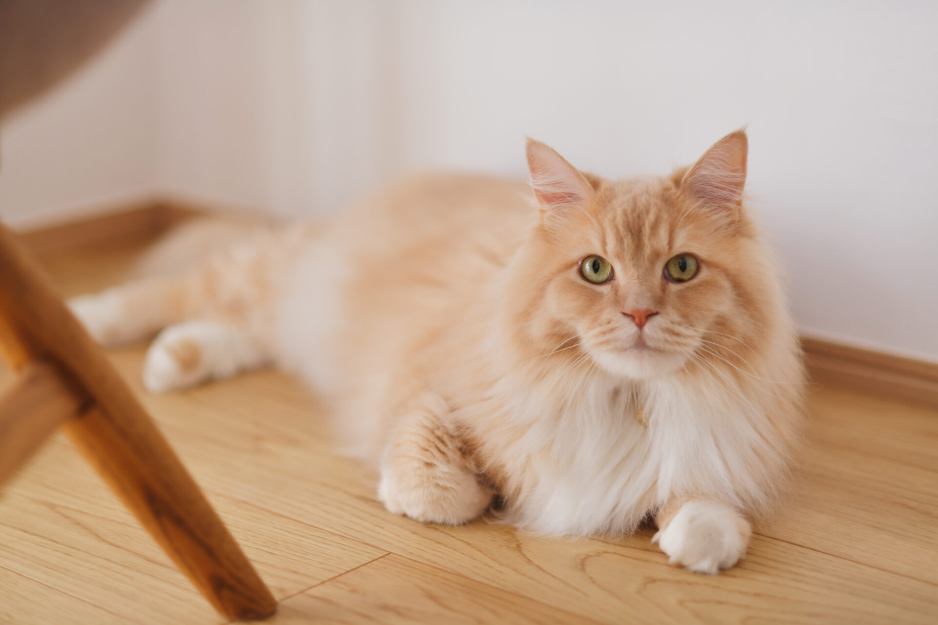 マンション_リノベーション_猫_鈴木栄弥担当_エントリエ