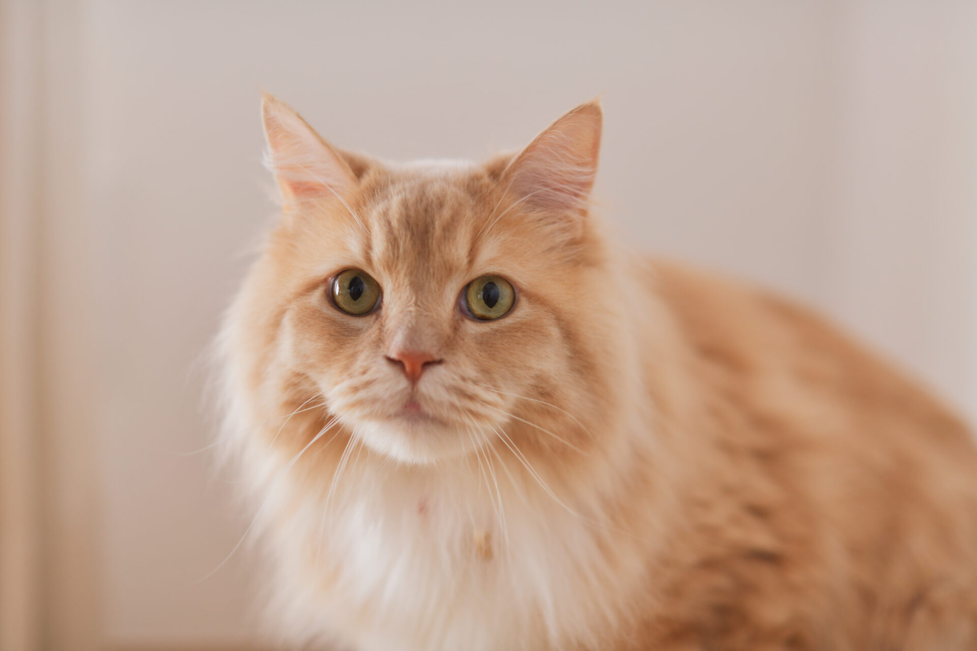 マンション_リノベーション_猫_鈴木栄弥担当_エントリエ