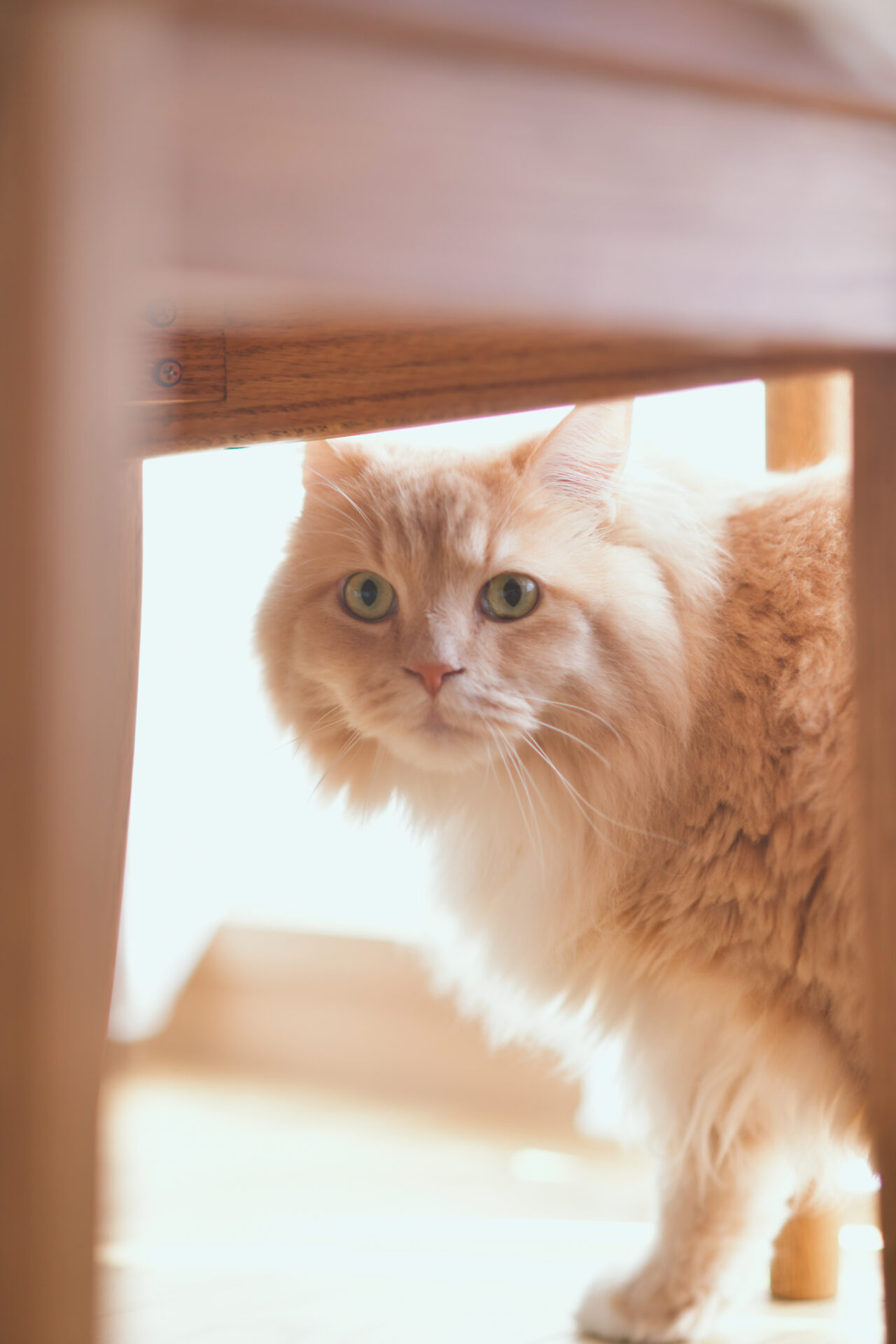 マンション_リノベーション_猫_鈴木栄弥担当_エントリエ