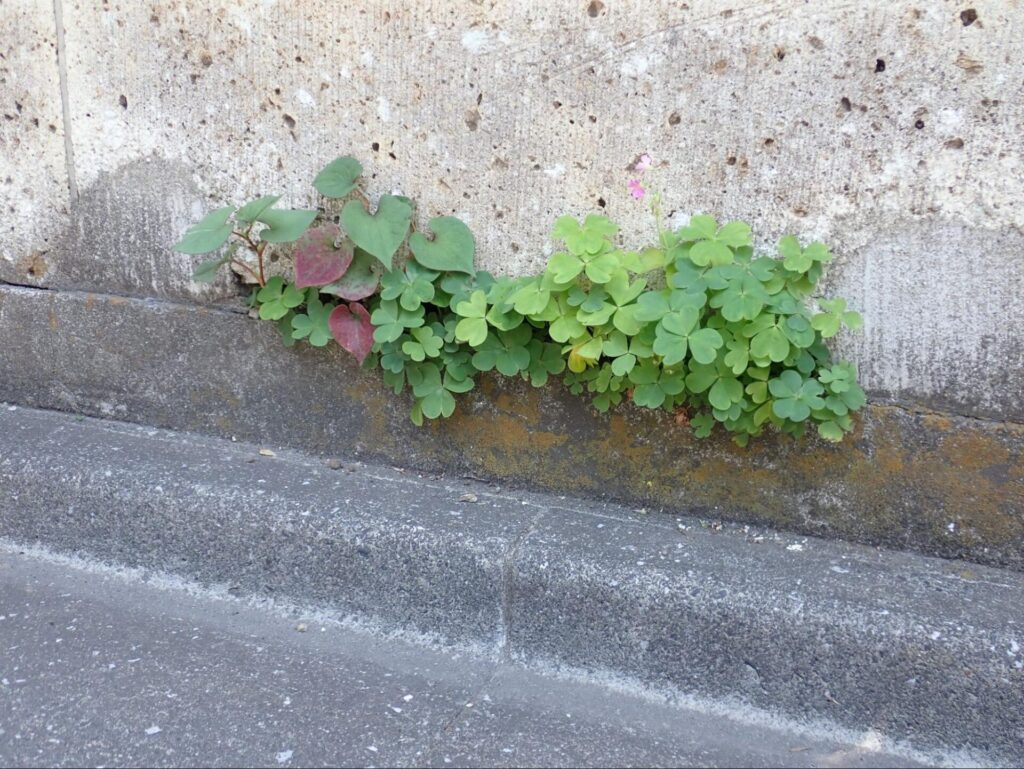 見つけた植物_sabotens まちのミカタ