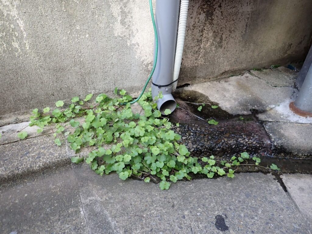 生活排水の水を利用して大きくなる植物